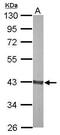 Aldolase, Fructose-Bisphosphate B antibody, GTX114914, GeneTex, Western Blot image 