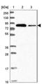 Eukaryotic Translation Initiation Factor 4B antibody, NBP2-33284, Novus Biologicals, Western Blot image 