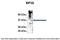 Eukaryotic Translation Initiation Factor 3 Subunit G antibody, PA5-41774, Invitrogen Antibodies, Immunoprecipitation image 