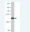 Ataxin 1 antibody, H00006310-M02, Novus Biologicals, Western Blot image 