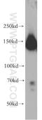 FA Complementation Group I antibody, 20789-1-AP, Proteintech Group, Western Blot image 