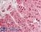 Regulatory Factor X1 antibody, LS-B13083, Lifespan Biosciences, Immunohistochemistry paraffin image 