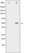 c-Myc antibody, TA325704, Origene, Western Blot image 