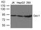 POU domain, class 2, transcription factor 1 antibody, A01766-2, Boster Biological Technology, Western Blot image 