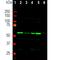 Coronin 1A antibody, M04245, Boster Biological Technology, Western Blot image 