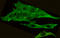 C-Terminal Src Kinase antibody, STJ99130, St John