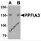 Liprin-alpha-3 antibody, 7561, ProSci, Western Blot image 