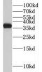 Transmembrane Protein 165 antibody, FNab08756, FineTest, Western Blot image 
