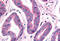 NIMA Related Kinase 9 antibody, MBS243252, MyBioSource, Immunohistochemistry frozen image 