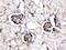 Apolipoprotein A1 antibody, PA5-78798, Invitrogen Antibodies, Immunohistochemistry frozen image 