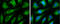 mtHSP70 antibody, GTX104407, GeneTex, Immunocytochemistry image 