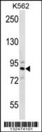 Striatin 4 antibody, 56-626, ProSci, Western Blot image 