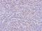 Phosphodiesterase 11A antibody, NBP1-32910, Novus Biologicals, Immunohistochemistry frozen image 