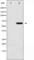 Ezrin antibody, abx011644, Abbexa, Western Blot image 