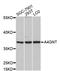 Alpha-1,4-N-Acetylglucosaminyltransferase antibody, LS-C747474, Lifespan Biosciences, Western Blot image 