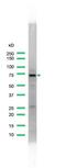 Glutamate--cysteine ligase catalytic subunit antibody, PA5-32420, Invitrogen Antibodies, Western Blot image 