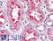 Mothers against decapentaplegic homolog 9 antibody, LS-B2646, Lifespan Biosciences, Immunohistochemistry frozen image 