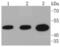 Vasodilator Stimulated Phosphoprotein antibody, NBP2-67443, Novus Biologicals, Western Blot image 