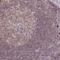 Centriolar Coiled-Coil Protein 110 antibody, NBP2-48546, Novus Biologicals, Immunohistochemistry frozen image 