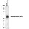 Elastase, Neutrophil Expressed antibody, MAB9167, Novus Biologicals, Western Blot image 