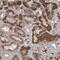 Pleckstrin Homology Domain Containing A5 antibody, PA5-57464, Invitrogen Antibodies, Immunohistochemistry frozen image 