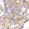 Calpain small subunit 1 antibody, A6539, ABclonal Technology, Immunohistochemistry paraffin image 