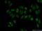 Asparaginase Like 1 antibody, 11400-1-AP, Proteintech Group, Immunofluorescence image 
