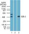 Growth Factor Independent 1 Transcriptional Repressor antibody, NBP2-27173, Novus Biologicals, Western Blot image 