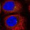 RAB11A, Member RAS Oncogene Family antibody, NBP2-68698, Novus Biologicals, Immunofluorescence image 