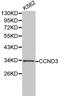 G1/S-specific cyclin-D3 antibody, LS-C192359, Lifespan Biosciences, Western Blot image 