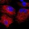 Ribose 5-Phosphate Isomerase A antibody, NBP1-86214, Novus Biologicals, Immunofluorescence image 