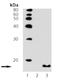 Histone H3 antibody, ADI-905-705-100, Enzo Life Sciences, Western Blot image 