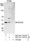 Nuclear Casein Kinase And Cyclin Dependent Kinase Substrate 1 antibody, NB100-74635, Novus Biologicals, Western Blot image 