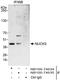 P1 antibody, NB100-74635, Novus Biologicals, Western Blot image 