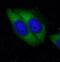 Vimentin antibody, FNab09409, FineTest, Immunofluorescence image 