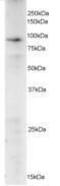 Protein Phosphatase 1 Regulatory Subunit 15A antibody, PA1-32203, Invitrogen Antibodies, Western Blot image 