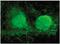 Vezatin, Adherens Junctions Transmembrane Protein antibody, AP55383SU-N, Origene, Immunofluorescence image 