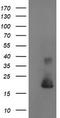 Cystatin-S antibody, TA504135, Origene, Western Blot image 