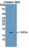 Spindlin Family Member 3 antibody, LS-C299344, Lifespan Biosciences, Western Blot image 