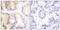 Caspase 8 antibody, PA5-38242, Invitrogen Antibodies, Immunohistochemistry frozen image 