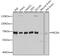 RIC8 Guanine Nucleotide Exchange Factor A antibody, 13-623, ProSci, Western Blot image 