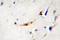 Zinc Finger E-Box Binding Homeobox 2 antibody, LS-C177339, Lifespan Biosciences, Immunohistochemistry paraffin image 