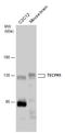Tectonin Beta-Propeller Repeat Containing 1 antibody, GTX132572, GeneTex, Western Blot image 