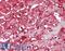 Caspase 12 (Gene/Pseudogene) antibody, LS-B3785, Lifespan Biosciences, Immunohistochemistry frozen image 