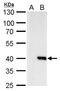 H2A Histone Family Member Y2 antibody, GTX119657, GeneTex, Western Blot image 