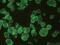 Glycoprotein C antibody, MA1-19265, Invitrogen Antibodies, Immunofluorescence image 