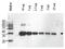 Ubiquitin-like-specific protease 1 antibody, orb344623, Biorbyt, Western Blot image 