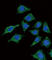 Lecithin-Cholesterol Acyltransferase antibody, abx034549, Abbexa, Western Blot image 