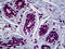 RUNX Family Transcription Factor 1 antibody, 51-679, ProSci, Immunohistochemistry paraffin image 