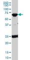 Tripartite Motif Containing 25 antibody, H00007706-M01, Novus Biologicals, Western Blot image 